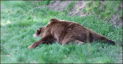 D'après une expression, quel peau d'animal ne faut-il pas vendre avant de l'avoir tué ?