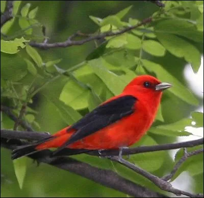 Quel est cet oiseau magnifique ?