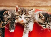 Quiz Les chatons