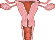 Quiz Anatomie de l'appareil gnital fminin