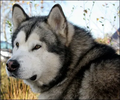 De quelle race est ce chien puissant et robuste ?