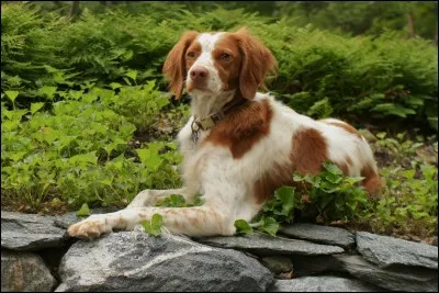 Quel est ce petit chien d'arrêt ?