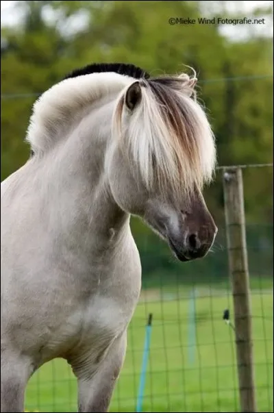 Le fjord est-il un cheval ou un poney ?