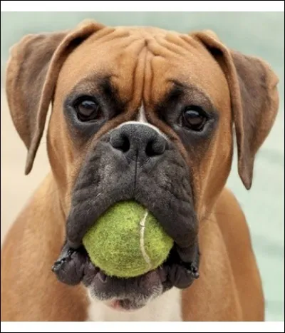 De quelle race ce chien est-il ?