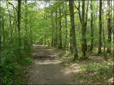 Tu es seul, en voiture ; tu es sur une petite route de montagne sympathique limitée à 30 km/h ; aucune voiture à 3 km à la ronde, tu...