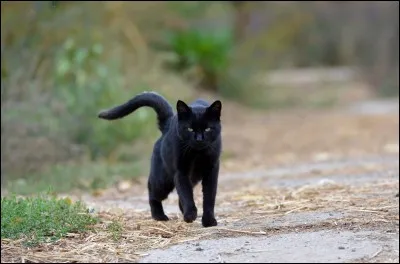 Quel était son nom de chaton ?