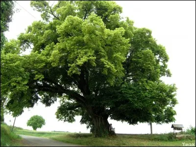 Quel est nom de cet arbre ?