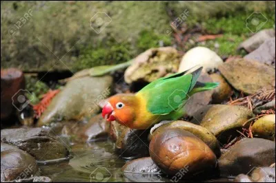 Quel est le nom de cet oiseau ?