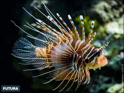 Ce poisson est un :