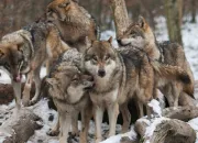 Quiz Quiz sur les loups