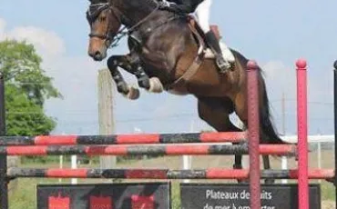 Quiz Equitation