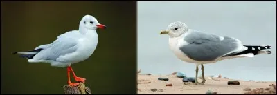 A quelle famille d'oiseaux marins appartiennent le goéland et la mouette ?