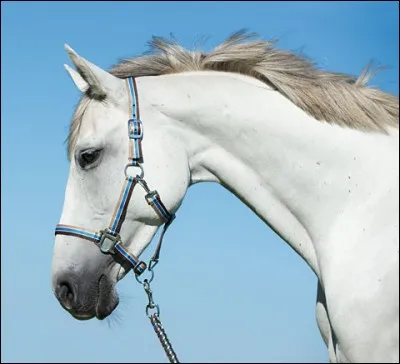 Comment appelle-t-on l'objet autour de la tête du cheval sur l'image ?