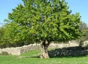 Quiz Grimpe dans les arbres !