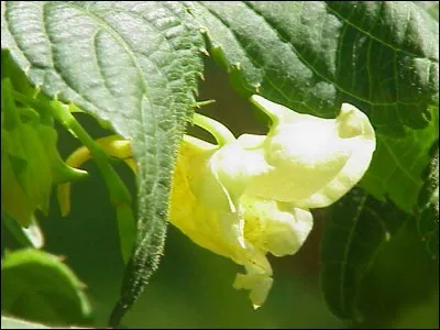 Les Balsamines, dont « l'impatiens scabrida », sont réputées pour faire des baumes en médecine traditionnelle et pour leurs « ballocheries ». Mais fois, qu'est-ce ?