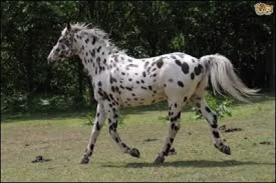 Quelle est cette race de chevaux ?