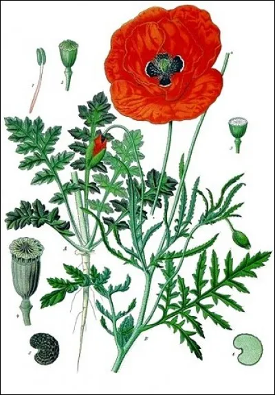 Pour ce "papaver rhoeas", donnez-moi le prix !