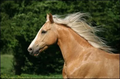 Que mange le cheval ?