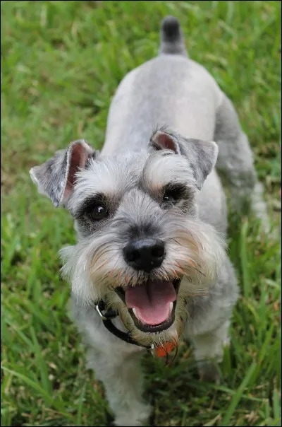 Quelle est cette race de chien ?