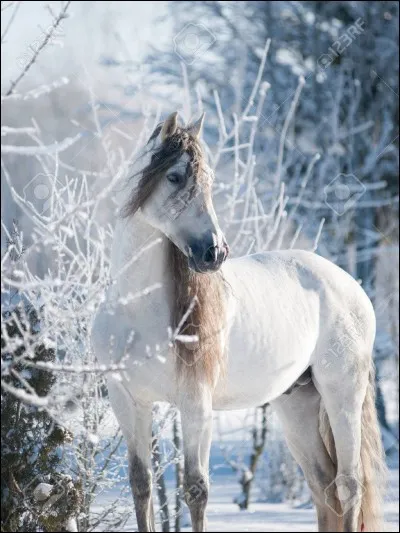 D'où vient le cheval andalou ?