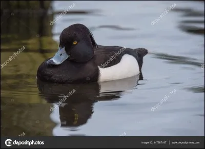 Quelle est la race de ce canard ?