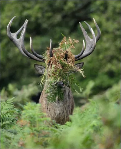 On commence par une question difficile !
Voyez-vous un animal ?