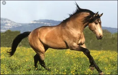 Quelle est la robe de ce cheval ?