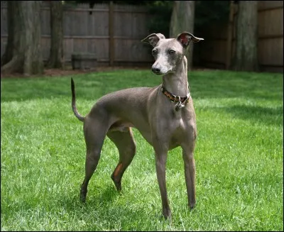 Quelle est cette race de chien ?