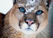 Quiz Le puma, roi des montagnes