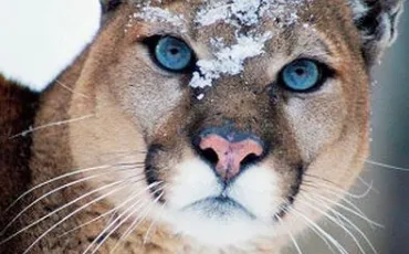 Quiz Animaux