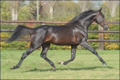 Quelles sont les allures du cheval de la plus lente à la plus rapide ?