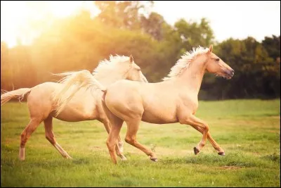 Quelle est la robe de ce cheval ?