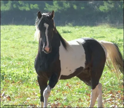 Les robes du cheval.
Quelle est la robe de ce cheval ?