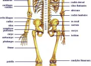 Quiz Les Os du corps Humain