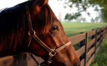 Quiz Chevaux