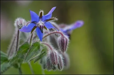 Quelle fleur est-ce ?