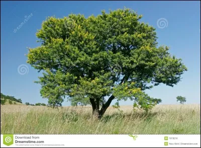 Quel est cet arbre ?