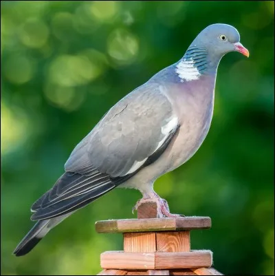 Pour commencer avec un échauffement je veux la femelle du chien, du pigeon, et du cheval.