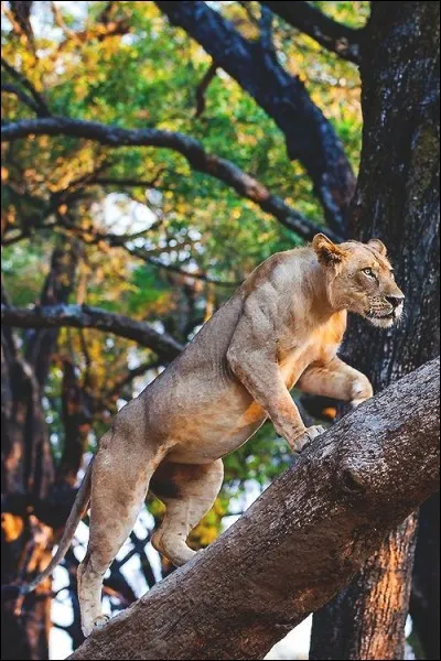 Les lions ne savent pas grimper aux arbres !