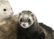 Quiz Connaissance des parties du corps du furet