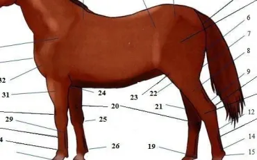 Quiz Chevaux