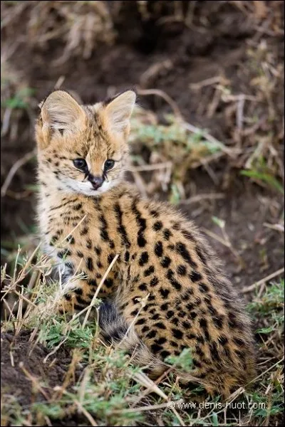 Oh ! Trop "choupinou" ce bébé serval !