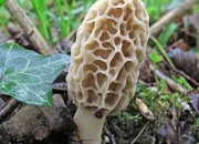 Quiz Les champignons au fil des saisons !