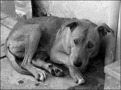 Quand tu vois un animal dans la rue, que fais-tu ?