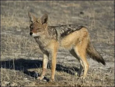 Le chacal se nourrit-il de charogne ?