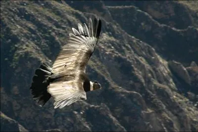 Je suis le plus grand oiseaux charognard d'Amrique.