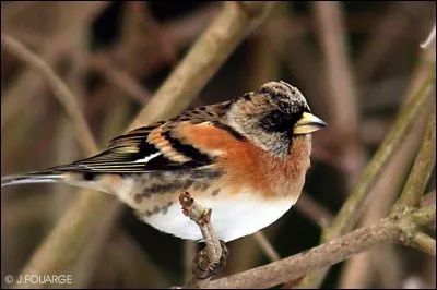 Quel est cet oiseau ?