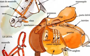 Quiz Chevaux