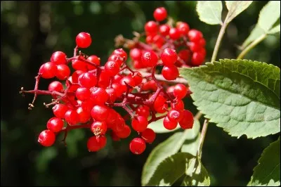 Quel est ce fruit toxique ?