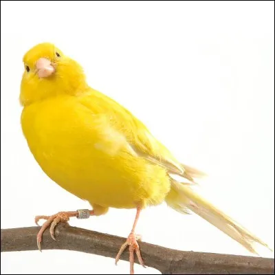 Les îles Canaries tirent leur nom de l'oiseau, le canari.